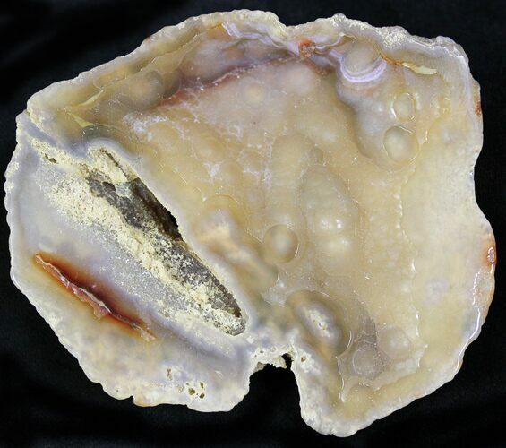 Agatized Fossil Coral Geode - Florida #22430